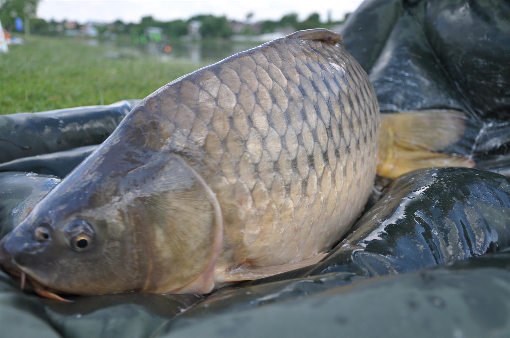 MV 2/3- 09/06/2013 - dsc0041.JPG